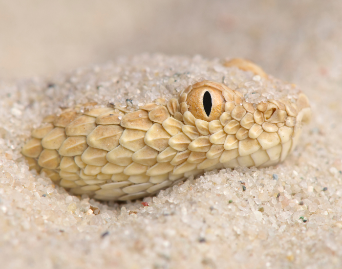 close up of the head of a sahara sand viper
