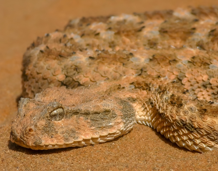 Saharan Horned Viper close up on desert sand