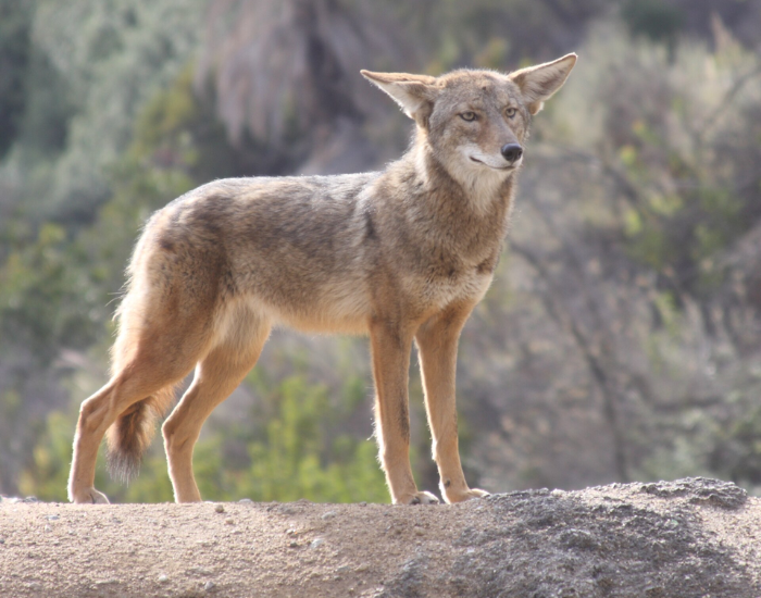 a San Pedro Mártir Coyote in the wild