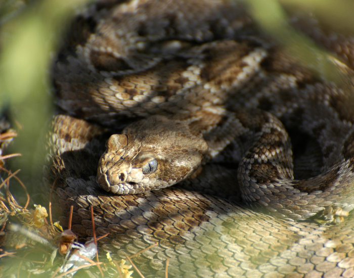 A Santa Catalina Rattlesnake partially obscured by green leaves and twigs, showing its light brown mottled scales and a distinct lack of a functional rattle at the tip of its tail.
