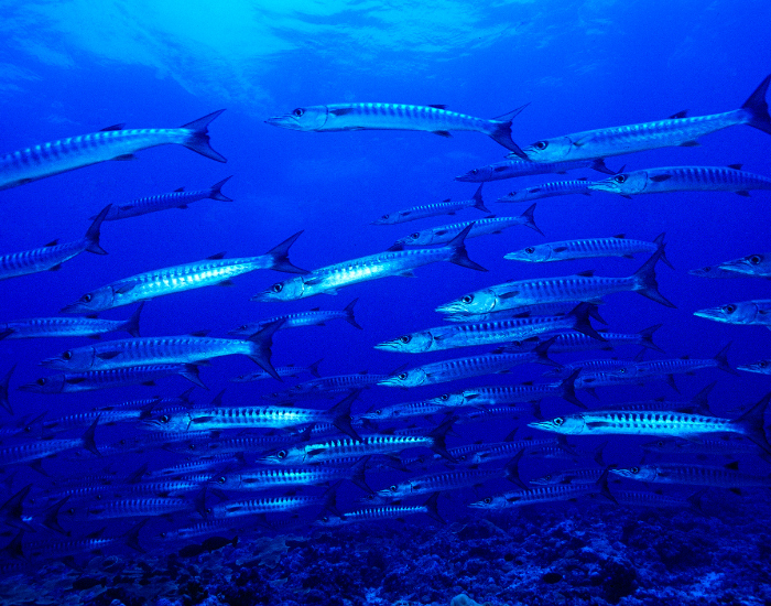 A massive school of sawtooth barracudas swimming in bright blue water