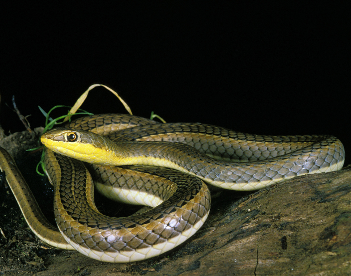 close up of a Schokari Sand Racer on a rock  at night