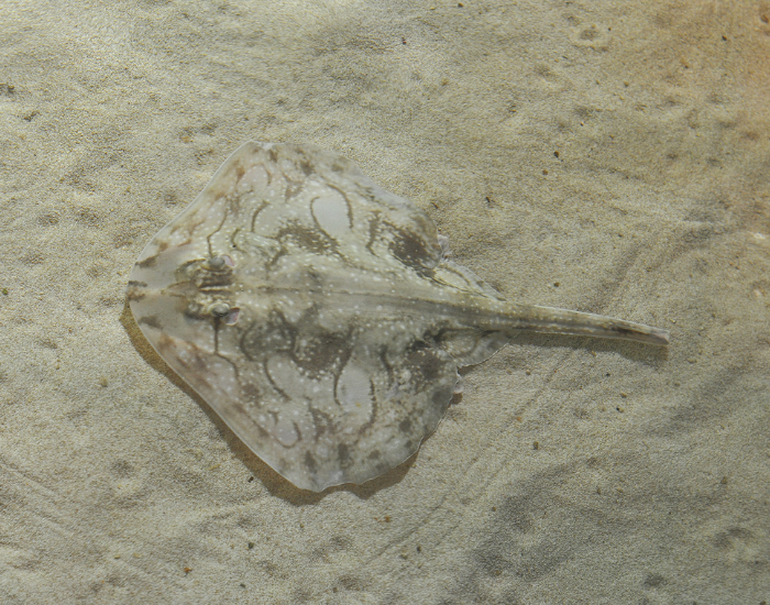 skate ray at the bottom of the ocean among sand