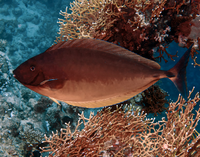a Sleek Unicornfish swimming underwater