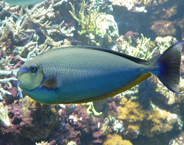 Slender Unicornfish swimming among coral