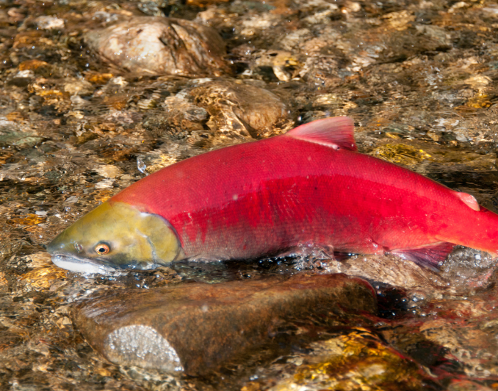 Sockeye Salmon in very shallow water in rocky environment