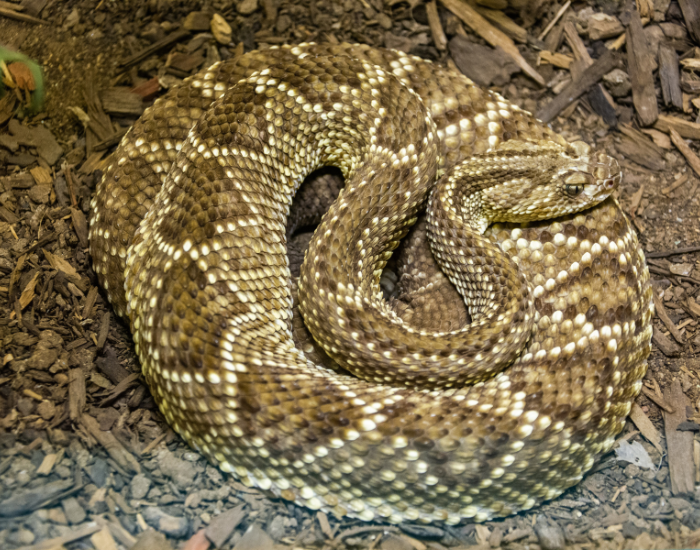 A South American Rattlesnake neatly coiled on a bed of dark wood chip mulch, showing its heavily keeled, diamond-patterned brown scales with prominent white borders forming a striking mosaic layout.