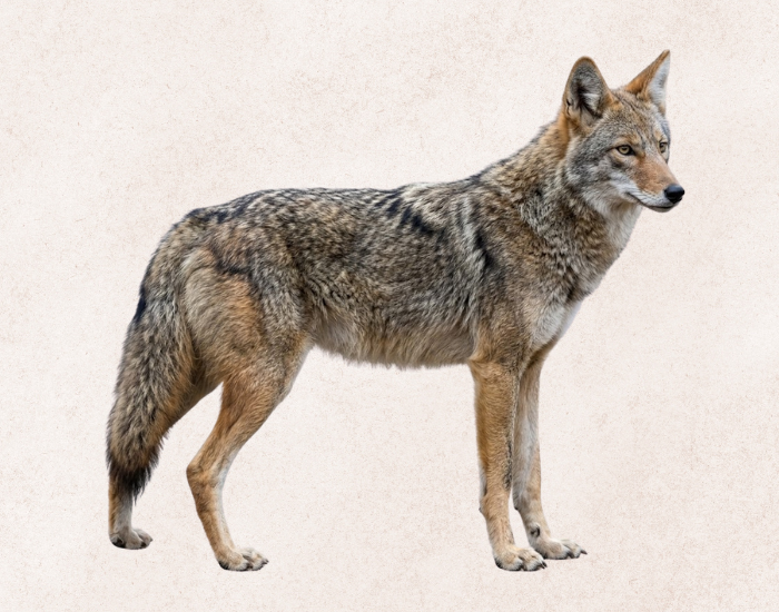 a Southeastern Coyote illustration with no background