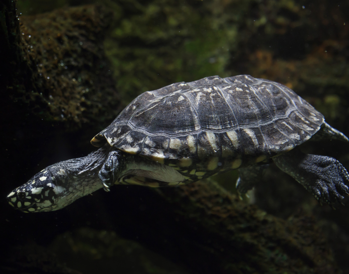 a Spotted Pond Terrapin swimming underwater