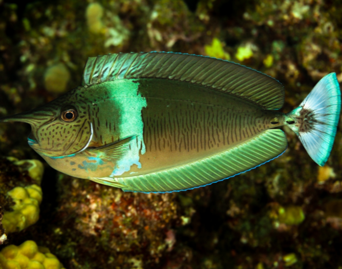 a Spotted Unicornfish swimming near coral