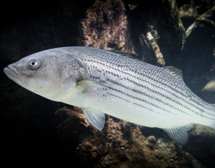 close up of a Striped Bass