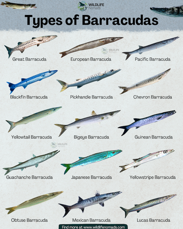 An infographic titled "Types of Barracudas" by Wildlife Nomads. The image displays a grid of 15 different barracuda species, each illustrated with a realistic side-view image and labeled with its common name. The species shown include the Great, European, Pacific, Blackfin, Pickhandle, Chevron, Yellowtail, Bigeye, Guinean, Guachanche, Japanese, Yellowstripe, Obtuse, Mexican, and Lucas Barracuda. The fish vary in color from silver and grey to vibrant blues and greens, showcasing different body stripes and fin shapes.