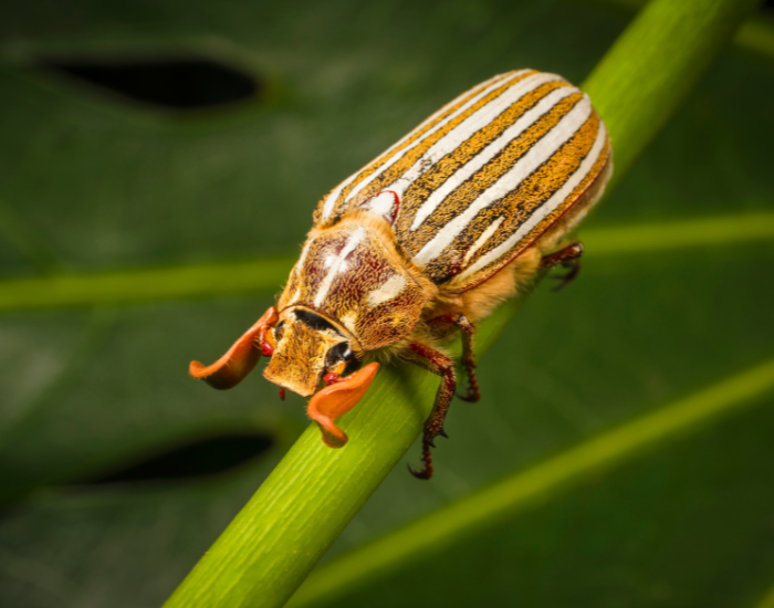 Ten-lined June beetle (Polyphylla decemlineata) with white stripes on brown wing covers and feathery antennae