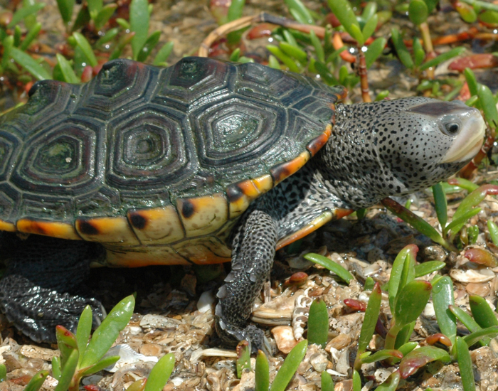 a Texas Diamondback Terrapin walking on wet grasses