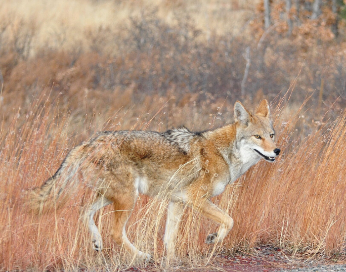 a Texas plains coyote running in the wild