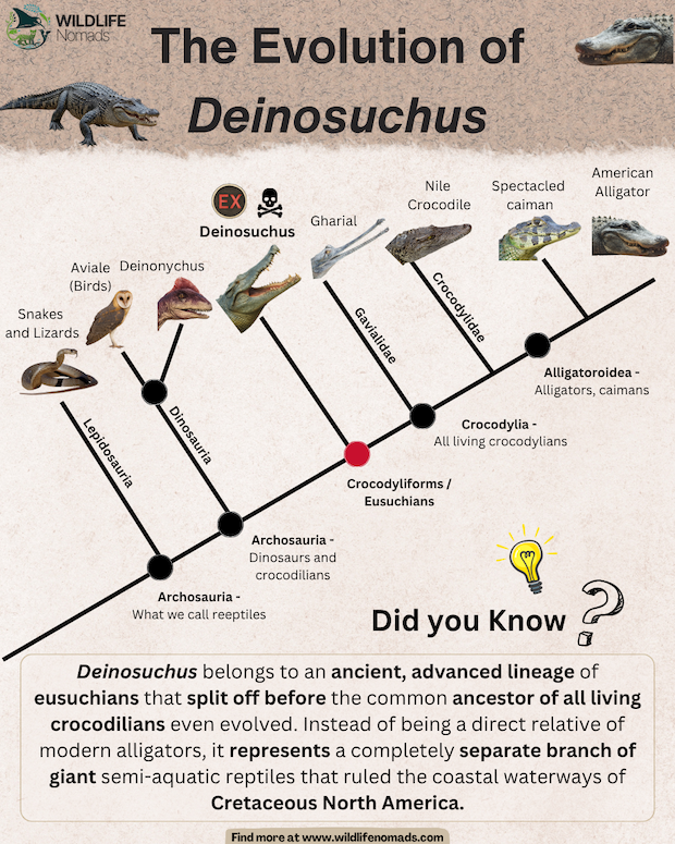 Updated 2026 phylogenetic tree infographic mapping the evolution of Deinosuchus as a stem eusuchian branching off before the crown group Crocodylia node.