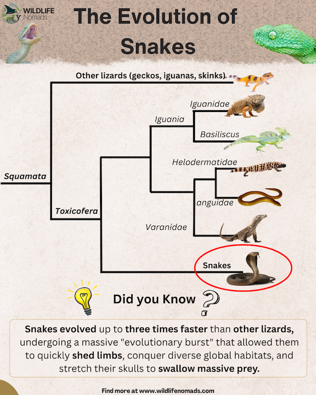A phylogenetic tree diagram titled "The Evolution of Snakes" by Wildlife Nomads. It traces the lineage of the order Squamata down through Toxicofera, showing the evolutionary branches of iguanas, monitors, and beaded lizards, with a red circle highlighting the rapid evolutionary burst of snakes.