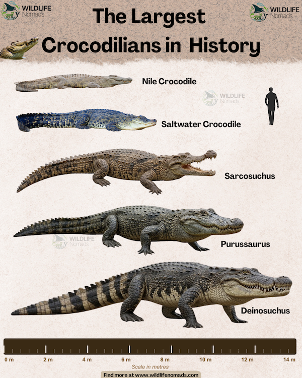 Ultimate size comparison chart ranking the largest modern and extinct crocodilians, from the Nile crocodile up to the massive Deinosuchus.