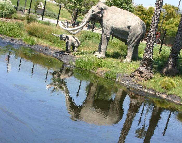 A photograph from the La Brea Tar Pits, showing life-sized model replicas of an adult mammoth and a baby mammoth standing on the grassy edge of a dark, reflective tar pit lake.