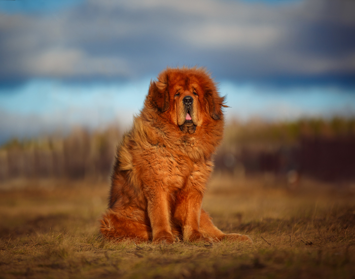 a Tibetan Mastiff sitting on a grass field