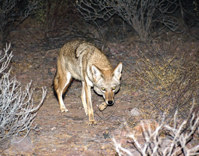 Tiburón Island coyote walking at night