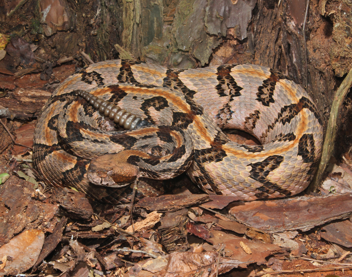 Timber Rattlesnake