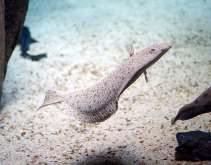 Turbot fish swimming near the sea floor