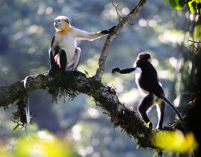 Two Tokin snub-nosed monkeys in the wild