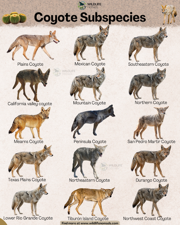 An educational infographic from Wildlife Nomads titled "Coyote Subspecies" featuring 15 distinct types of coyotes arranged in a grid. The file is named Types of Coyote Subspecies infographic by wildlife nomads.jpg. It shows illustrations and names of various subspecies including the Plains Coyote, Mexican Coyote, Southeastern Coyote, California Valley Coyote, Mountain Coyote, Northern Coyote, Mearns Coyote, Peninsula Coyote, San Pedro Martir Coyote, Texas Plains Coyote, Northeastern Coyote, Durango Coyote, Lower Rio Grande Coyote, Tiburón Island Coyote, and Northwest Coast Coyote.
