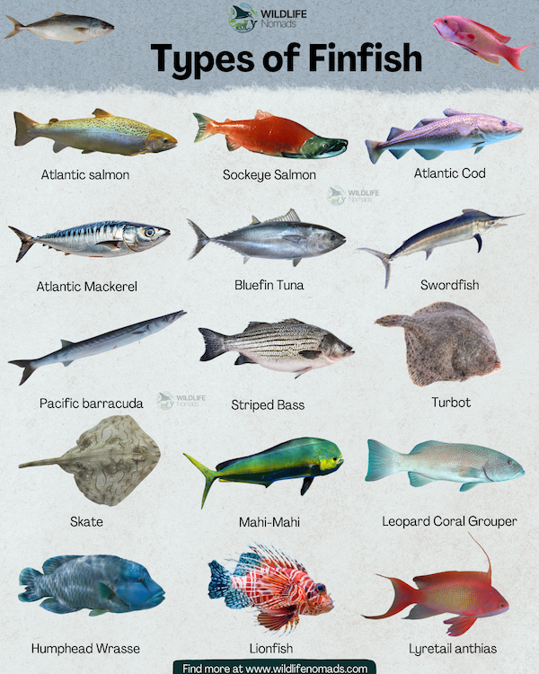 an educational wildlife infographic titled 'Types of Finfish' by Wildlife Nomads. It displays a clean grid layout of fifteen diverse fish species with individual labels: Atlantic salmon, Sockeye Salmon, Atlantic Cod, Atlantic Mackerel, Bluefin Tuna, Swordfish, Pacific barracuda, Striped Bass, Turbot, Skate, Mahi-Mahi, Leopard Coral Grouper, Humphead Wrasse, Lionfish, and Lyretail anthias.