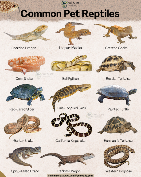 Common Pet Reptiles infographic showing 15 species
