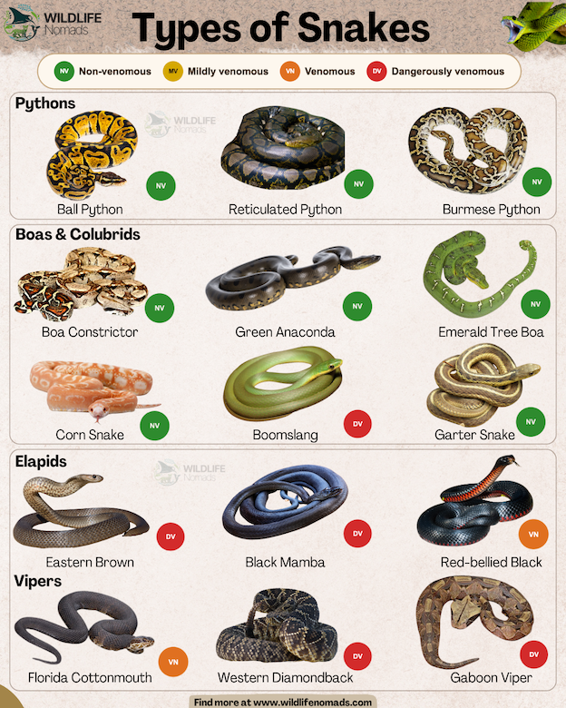 An educational infographic titled "Types of Snakes" by Wildlife Nomads, showcasing 15 different snake species classified into groups with color-coded circular badges indicating venom toxicity levels: Green for Non-venomous (NV), Yellow for Mildly venomous (MV), Orange for Venomous (VN), and Red for Dangerously venomous (DV).