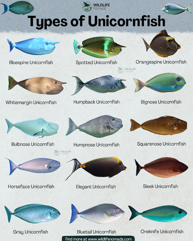 An educational wildlife infographic titled 'Types of Unicornfish' showing a grid of fifteen different unicornfish species with their common names, including the Bluespine, Spotted, Humpback, and Orangespine Unicornfish, against a light textured background with a Wildlife Nomads logo.