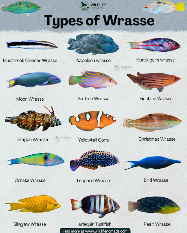 An educational infographic chart titled 'Types of Wrasse' featuring clean, isolated images of 15 different colorful wrasse fish species over a light gray background. Species include the Bluestreak Cleaner Wrasse, Napoleon Wrasse, Moon Wrasse, Six-Line Wrasse, Dragon Wrasse, Ornate Wrasse, Leopard Wrasse, Harlequin Tuskfish, and Slingjaw Wrasse. Each fish has its name clearly labeled underneath.