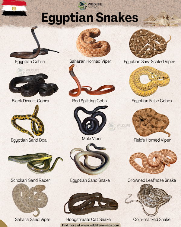An educational infographic titled "Egyptian Snakes" by Wildlife Nomads. It features an illustrated chart of 15 different snake species on a sandy background, with the Egyptian flag in the top left and the Pyramids and Sphinx in the top right.