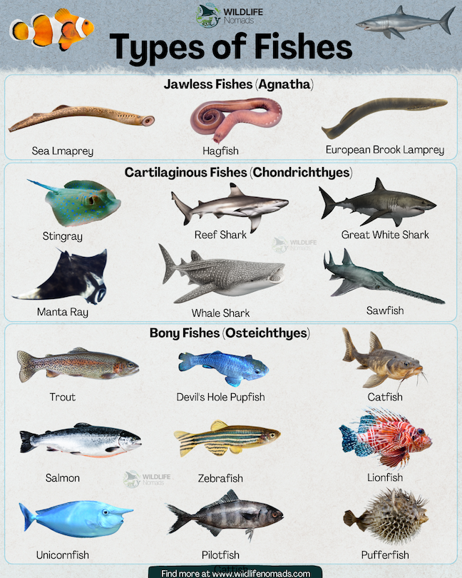 An educational wildlife infographic titled "Types of Fishes" by Wildlife Nomads, showcasing the three main classes of fish with realistic biological illustrations. The chart is split into three main sections: jawless fishes, Cartilaginous and bony fishes
