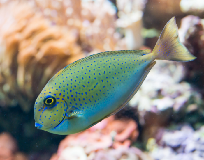 an under water photo of Vlaming's Unicornfish in its natural habitat