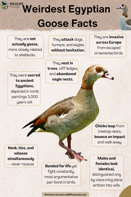 Weirdest Egyptian Goose Facts infographic showing a goose at the center and facts around it