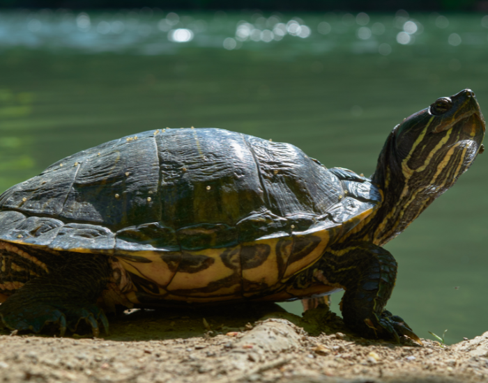 close up of a Western Caspian Terrapin