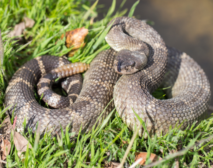 Western Rattlesnake