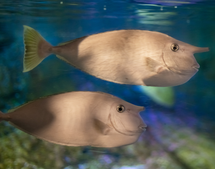 two Whitemargin Unicornfish swimming underwater photo