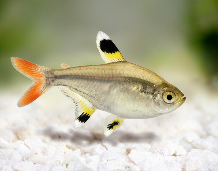 X-ray Tetra floating suspended on water