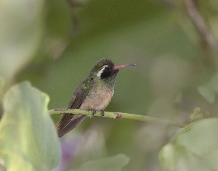 Xantus's Hummingbird perched on a tree branch in the wild