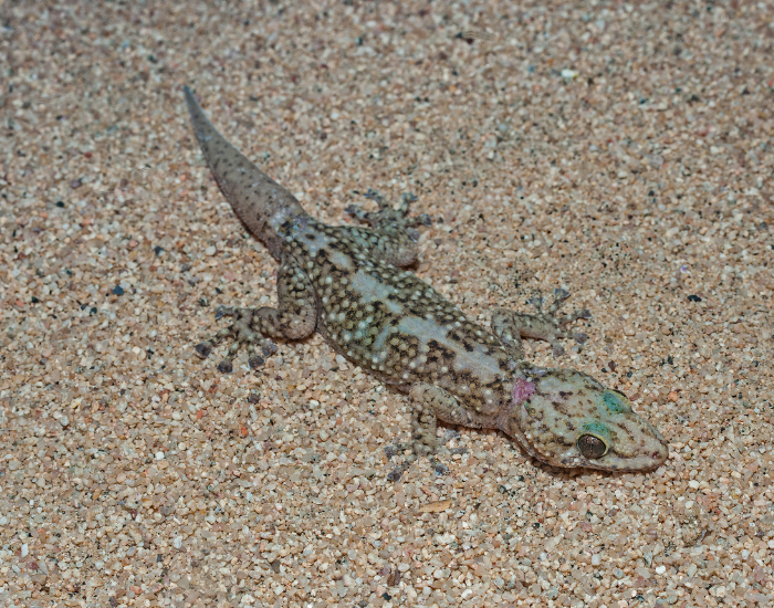 Xantus's Leaf-toed Gecko on sand well cmouflaged