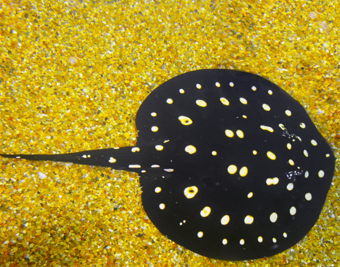 Xingu River Ray laying on sand in very shallow water