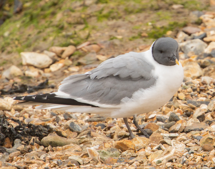 Sabine's Gull standing on the gorund