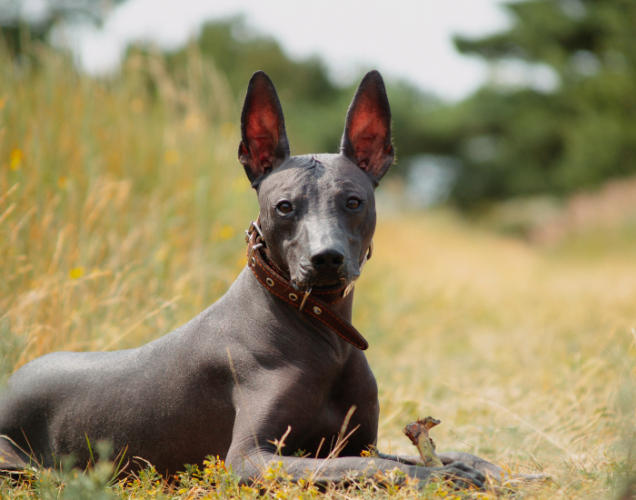 close up of a Xoloitzcuintli layin on grass