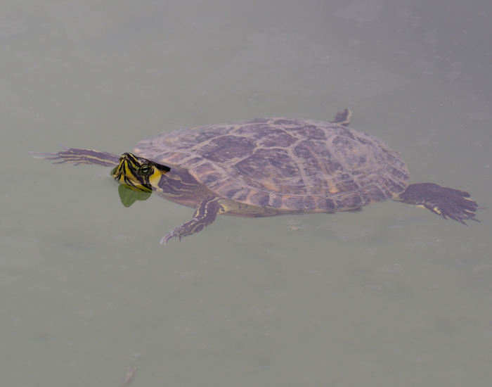 a Yellow-Bellied Slider swimming on the surface of a pond