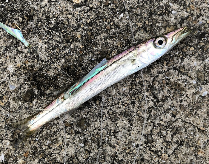 Yellowstripe barracuda fish on a rocky surface after being caught