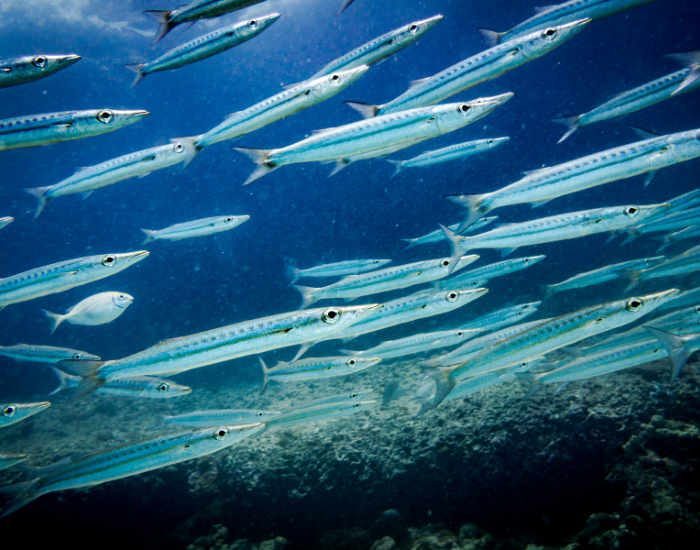A school of yellowtail barracuda fish swimming closely together